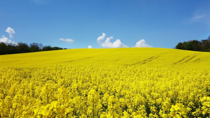 Zdědili jste zemědělský pozemek a nevíte jak s ním naložit? 1472w